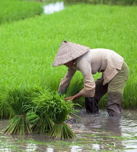 Culture du riz