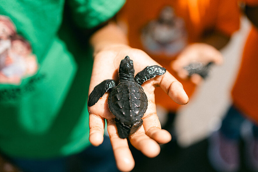 Une tortue posée sur la main d'un enfant.