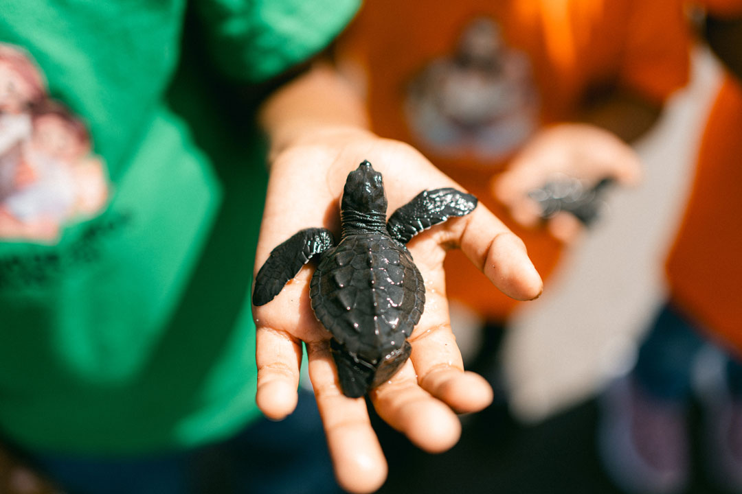 Une tortue posée sur la main d'un enfant.