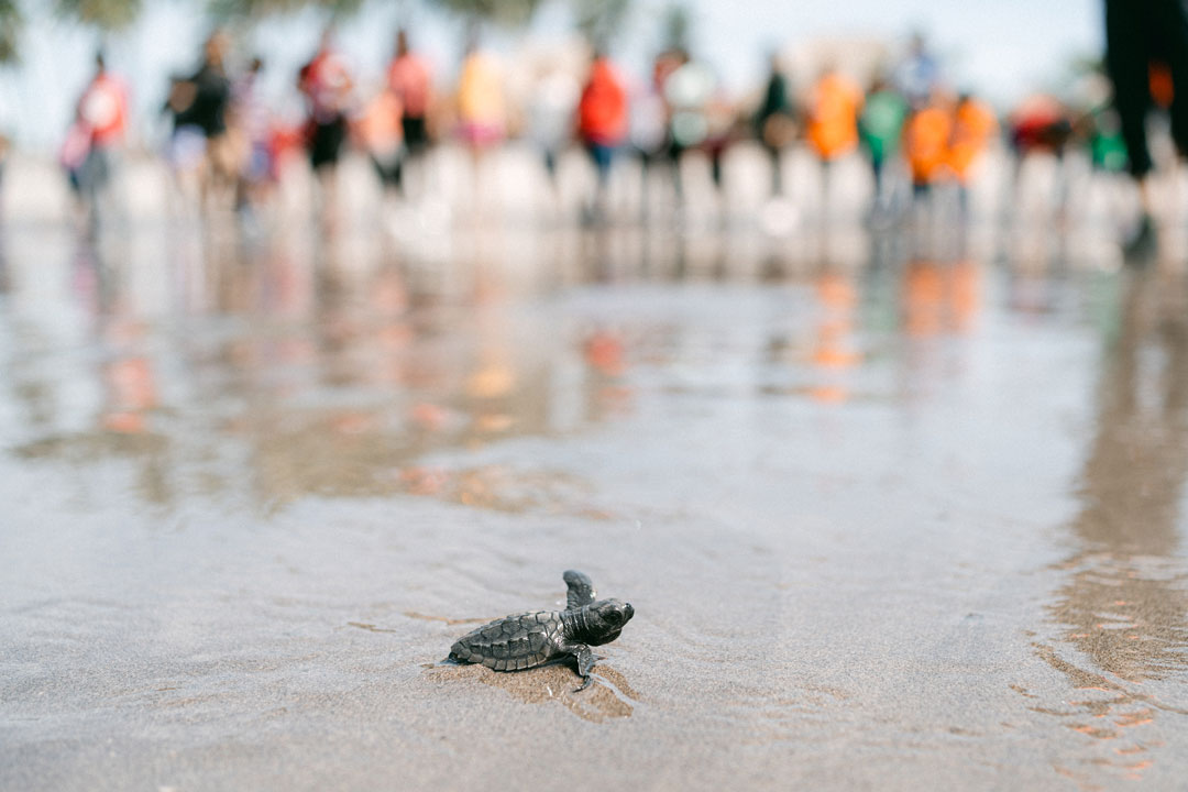 Un bébé tortue dans l'eau.
