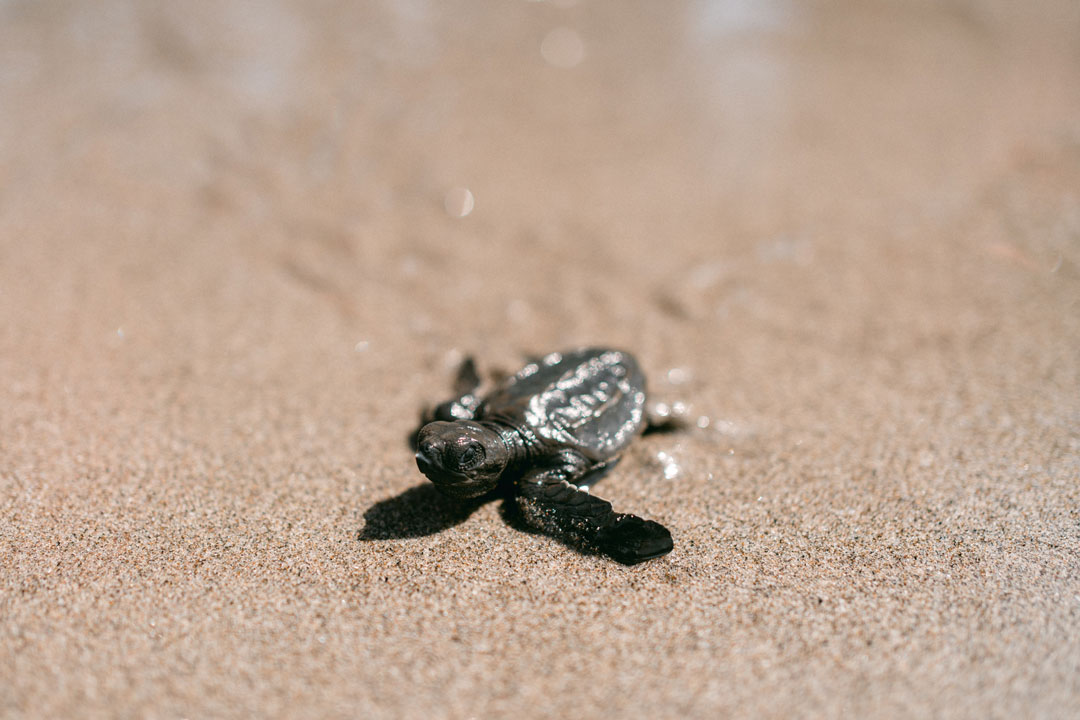 Un bébé tortue marchant sur le sable.