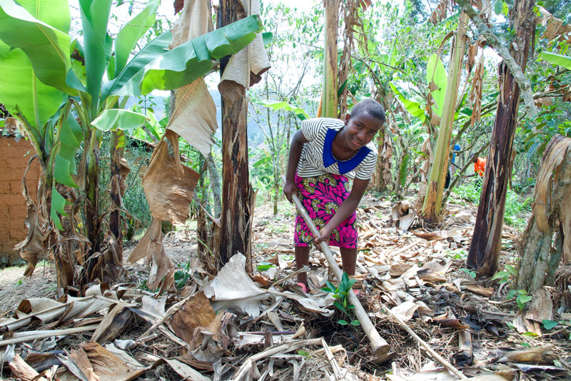 Claire, jeune rwandaise, travaillant dans une plantation de bananier en plein milieu de la forêt. Claire, jeune rwandaise, travaillant dans une plantation de bananier en plein milieu de la forêt.