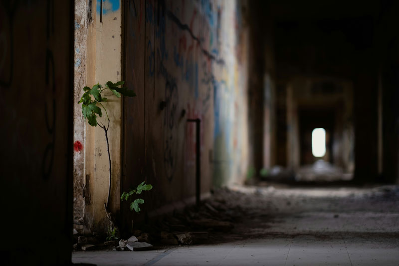 Image d'une plante, dans un couloir assez sombre.